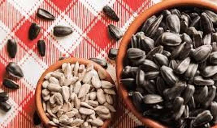 Günəbaxan tumları əsəb və ürək üçün    faydalı imiş