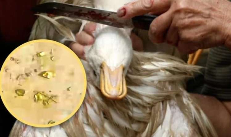 Mədəsində qızıl olan ördək  hər kəsi heyrətləndirdi