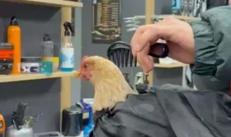 Bərbərin toyuğu qırxması gündəm oldu -  "Bayrama hazırdır" - FOTO