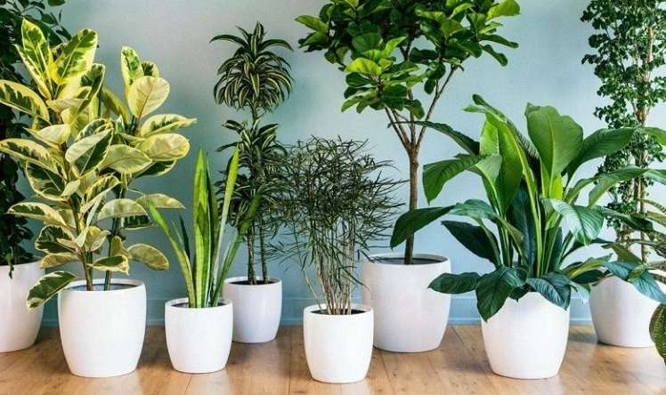 Yaşlı və uşaqlara zərər verən  – 5 otaq bitkisi