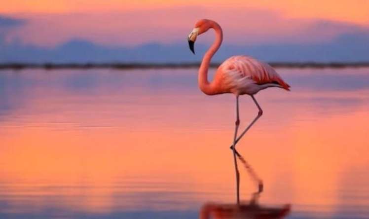 Viral olan flaminqo testi:  Bir ayaq üstündə neçə saniyədə dayanmaq olar?