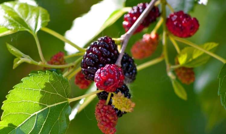 Qanda şəkəri idarə edən təbii vasitə  - Sınayın