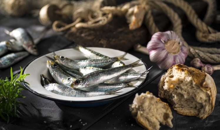 120 gün  sardina balığı yedi  – Başına nə gəldi?