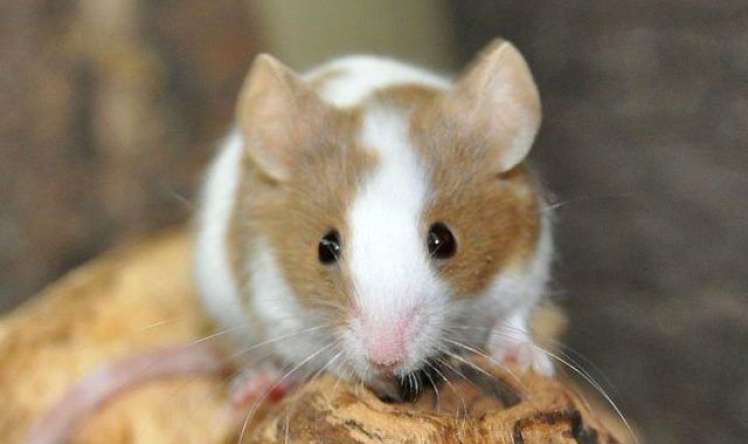 Bu heyvanı tək saxlamaq olmaz  – Səbəb