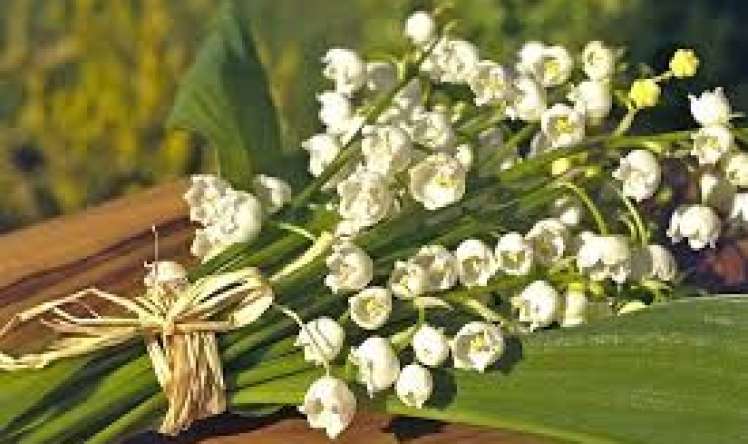 Bu zanbaqlar ölümcüldür  – Diqqət!