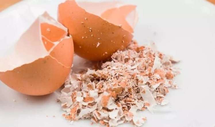 Yumurta qabıqlarını atmayın:  Hamı toza çevirir...