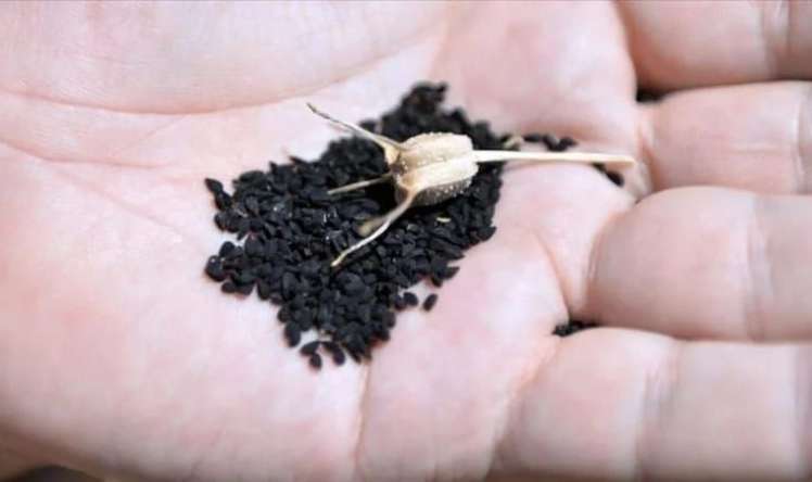 Peyğəmbərin təriflədiyi toxum:  Hər gün 2-3 ədəd udun