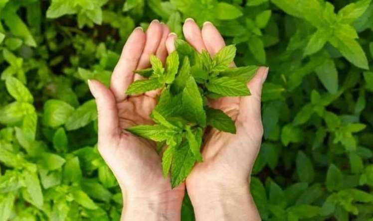 İştahanı "öldürən" bitki:  Səhərlər 1-2 ədəd çeynəyin