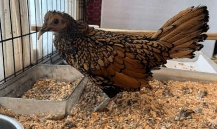 Dünyanın ən yaşlı toyuğu  