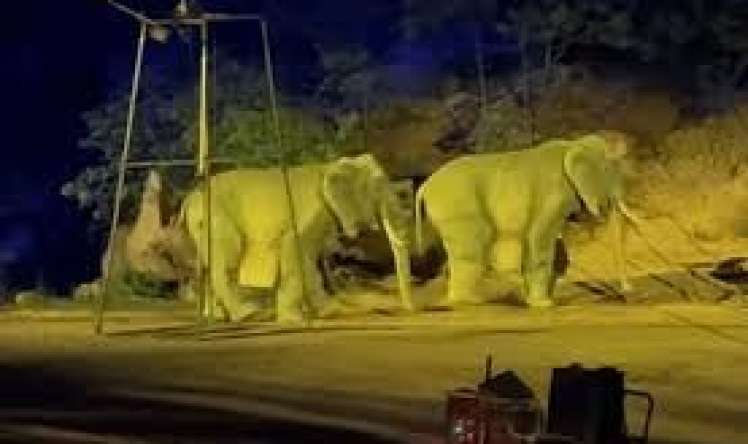 Zooparkda qalmaqal – Fillər heyvan yox, adam imiş  – Kuryoz olay