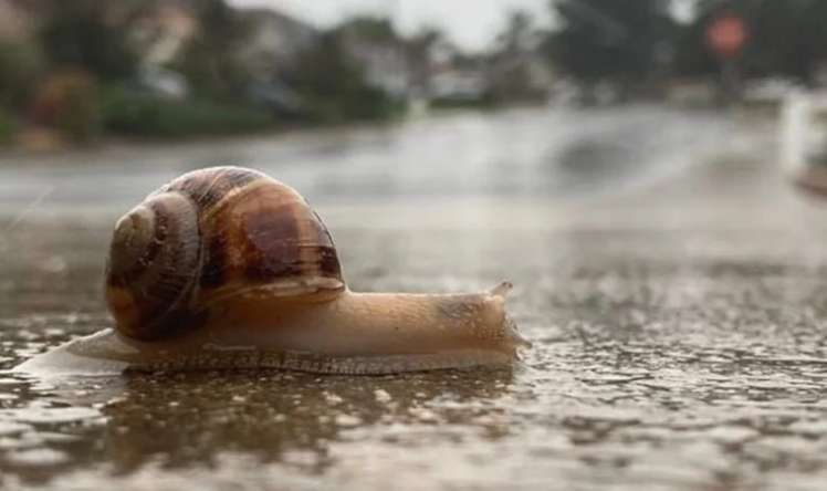 İlbizlər niyə yağışdan sonra peyda olur? -  Səbəb