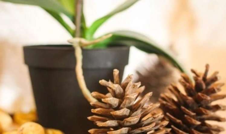 Saxsının içinə şam qozası qoyun -  Səbəb