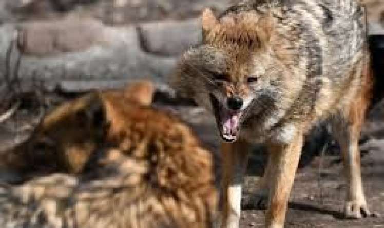 Ucarda vəhşi çaqqal hücumu    - Yaralananlar var