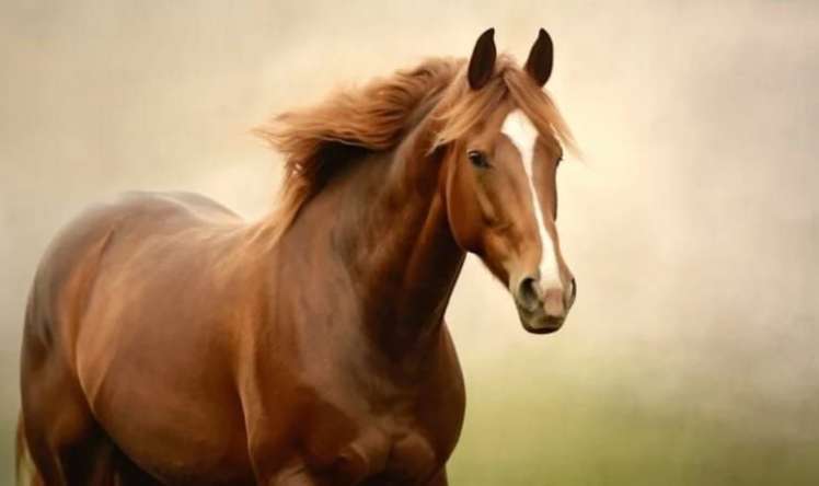 Atın alnındakı ağ ləkələr təsadüf deyil -  Görün, nə üçündür...