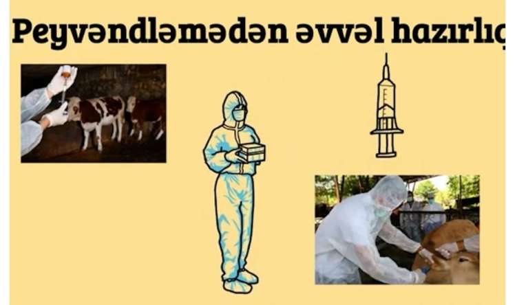 Heyvanlar necə peyvənd olunur? -  VİDEO