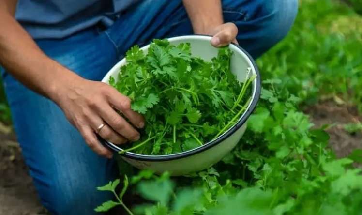 Tərkibində portağaldan üç dəfə çox C vitamini var -  Cəfərinin faydaları