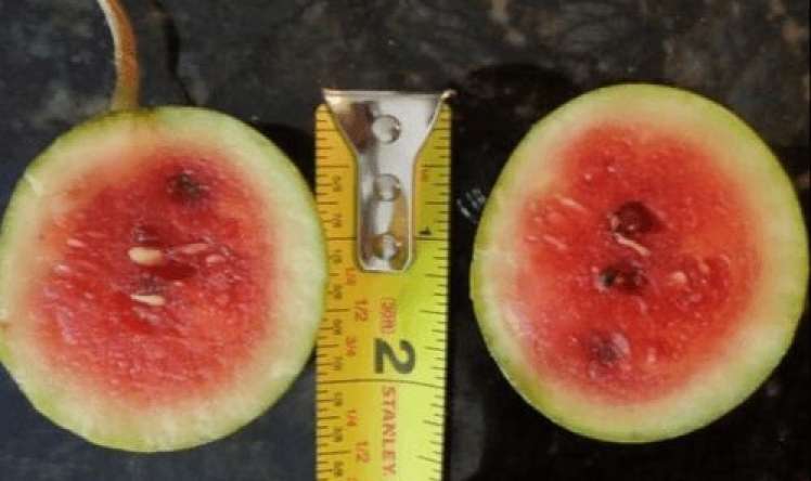 Ana –bala yumurta boyda qarpız    yetişdirir