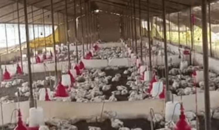 Toydan gələn yüksək səsdən     bir ferma toyuq qırıldı