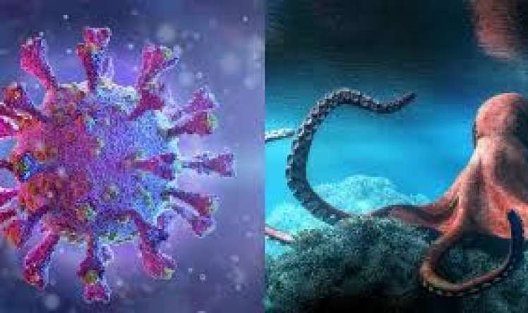 Yayılan qəribə virus  – Soyuqdəyməyə bənzəyən Kraken