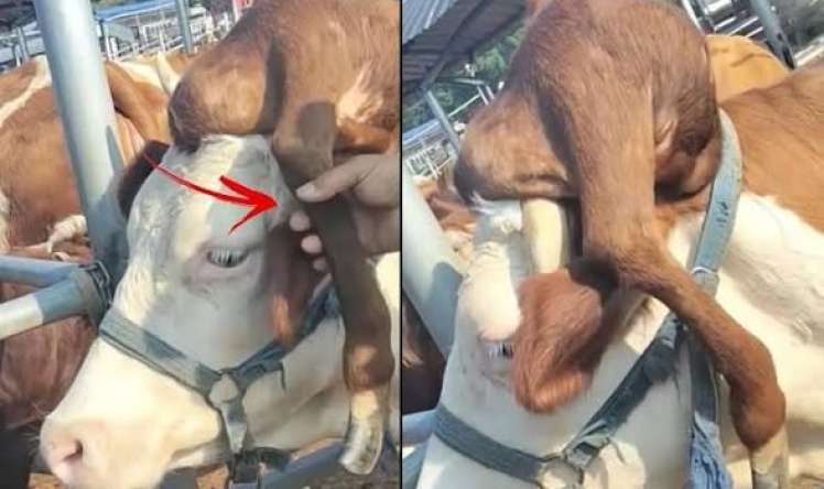 Görənlər bir daha baxırlar:  İnəyin başında "ayaq" çıxdı