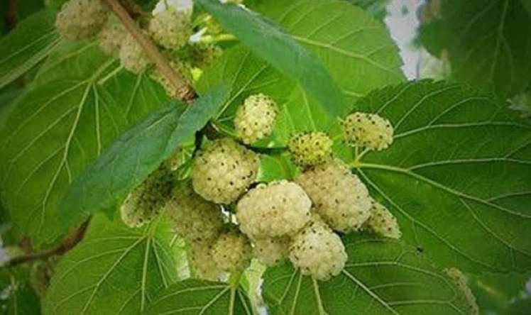 Tut yarpağı şəkəri necə salır 