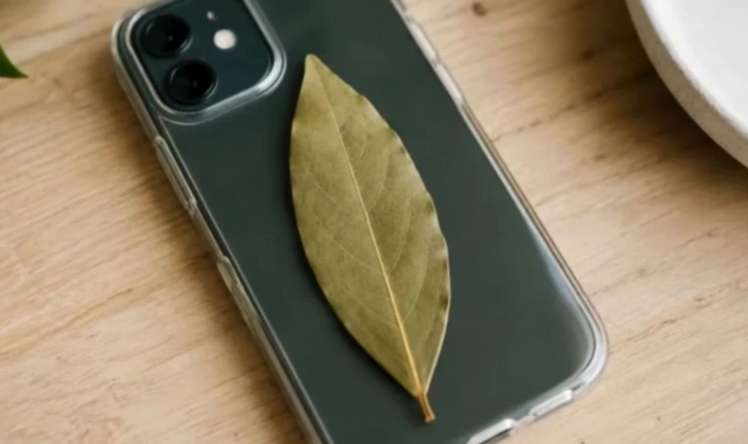 Telefon qabında dəfnə yarpağı saxlamaq...:  Səbəbi budur