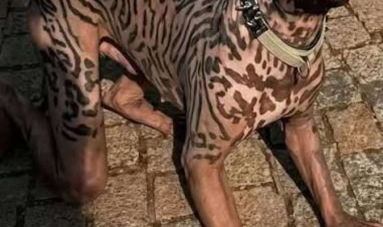 2,5 milyon pulu var idi, it olmaq üçün  xərclədi